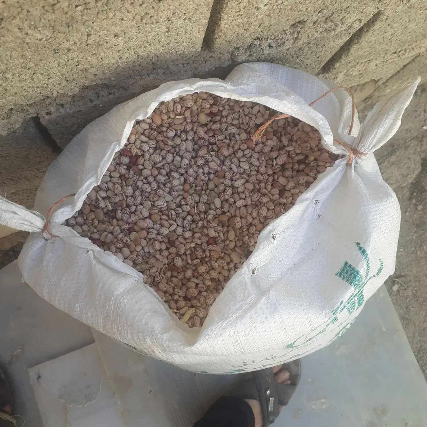 لوبیا چیتی|خوردنی و آشامیدنی|فارسان, |دیوار