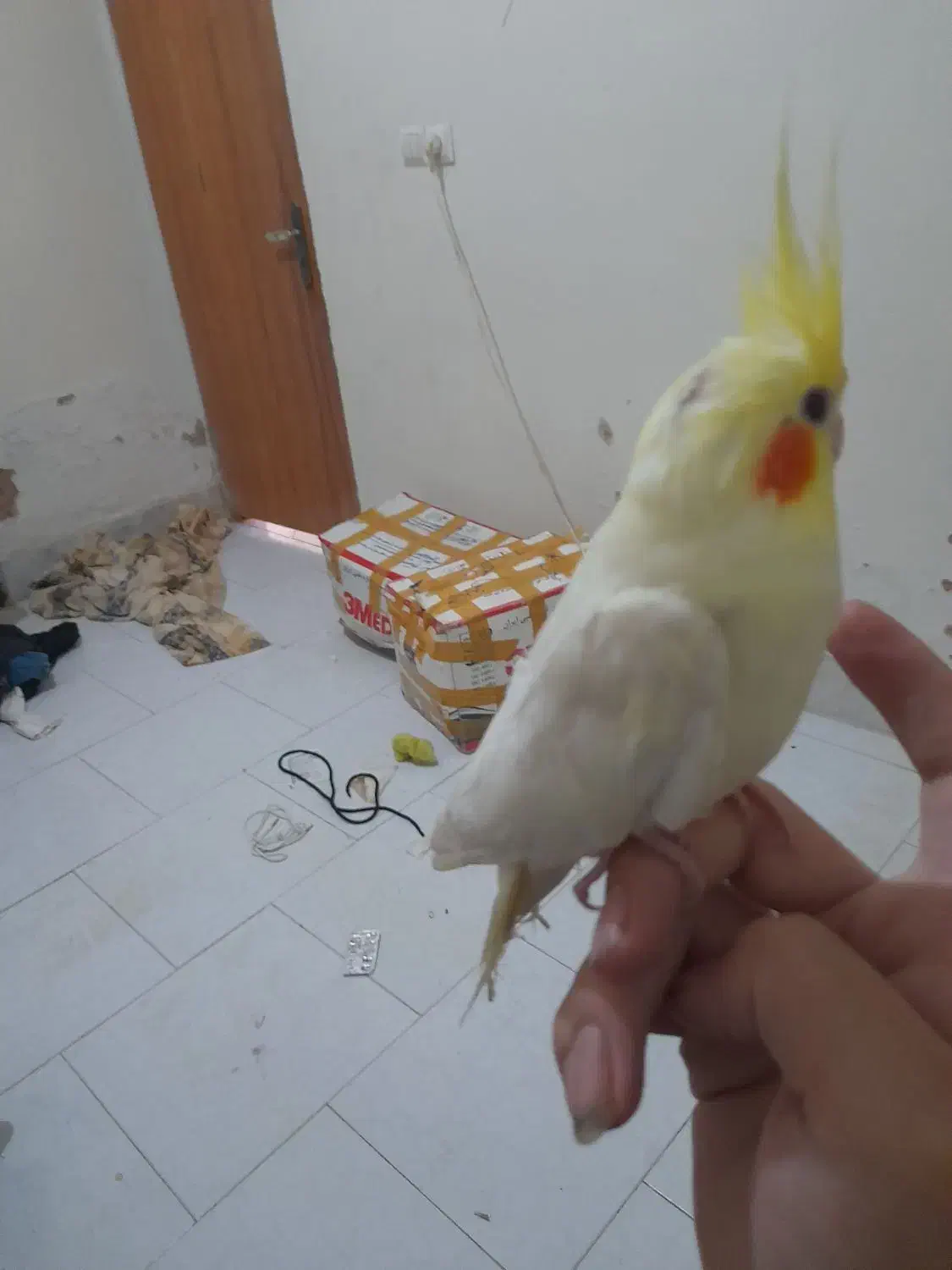 عروس هلندی لوتینو ۳ ماهه|پرنده|شاهین‌شهر, شهرک گلدیس|دیوار