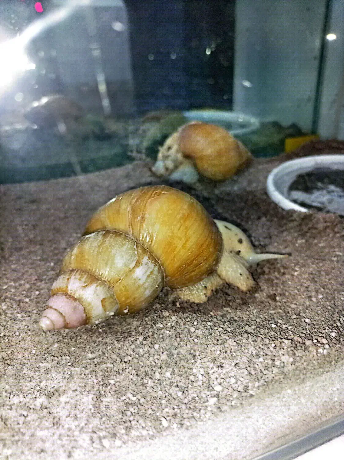 حلزون بزرگ|خزنده|بناب, |دیوار