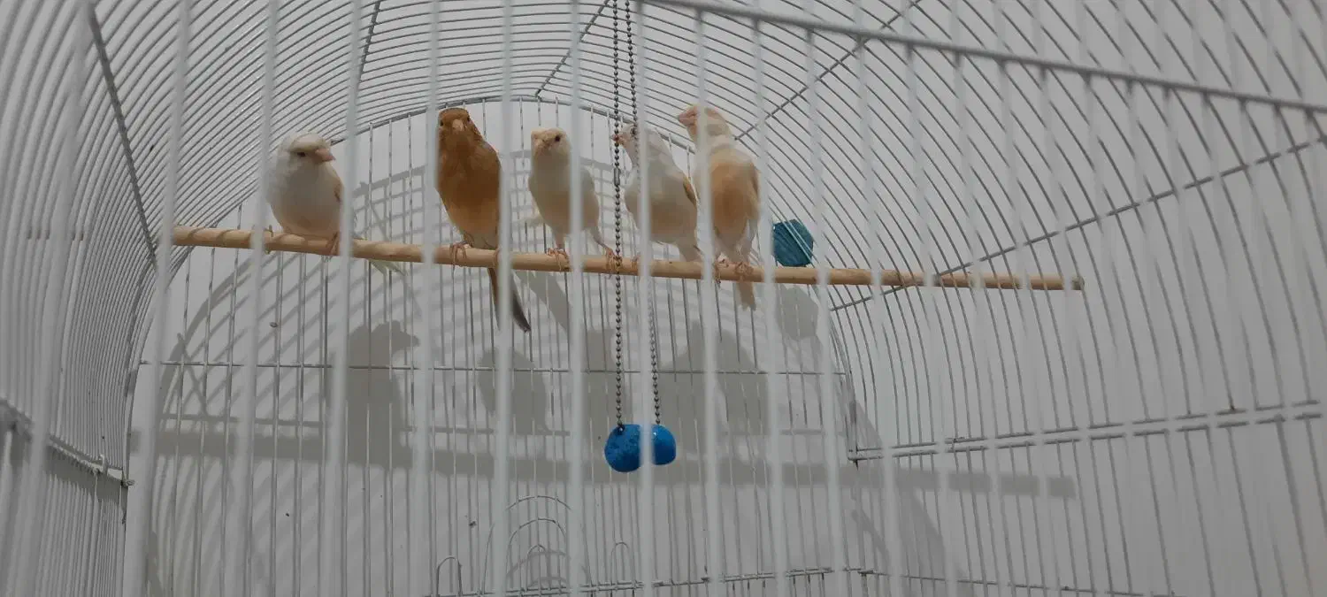 قناری|پرنده|رضویه, |دیوار