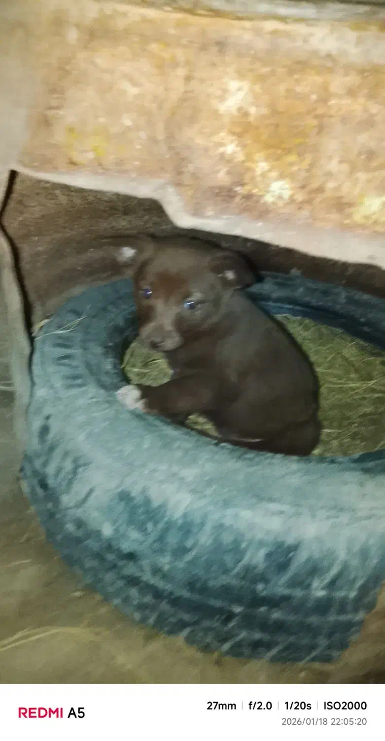 صگ پاکوتاه بچه|سگ|گنبد کاووس, |دیوار