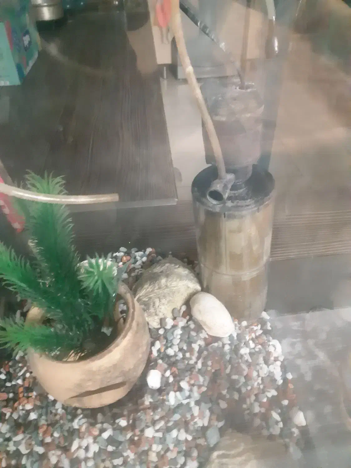 آکواریوم ماهی|ماهی|فردیس, نسترن غربی|دیوار