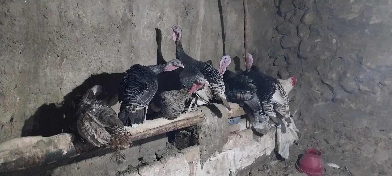 بوقلمون|حیوانات مزرعه|هشتگرد, شهرک دانش|دیوار