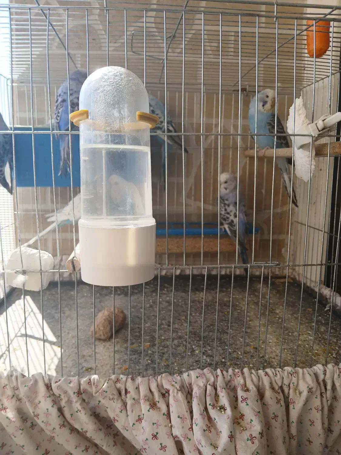 مرغ عشق انگلیسی ، فنچ کینگ|پرنده|فولادشهر, مسکن مهر فولادشهر|دیوار