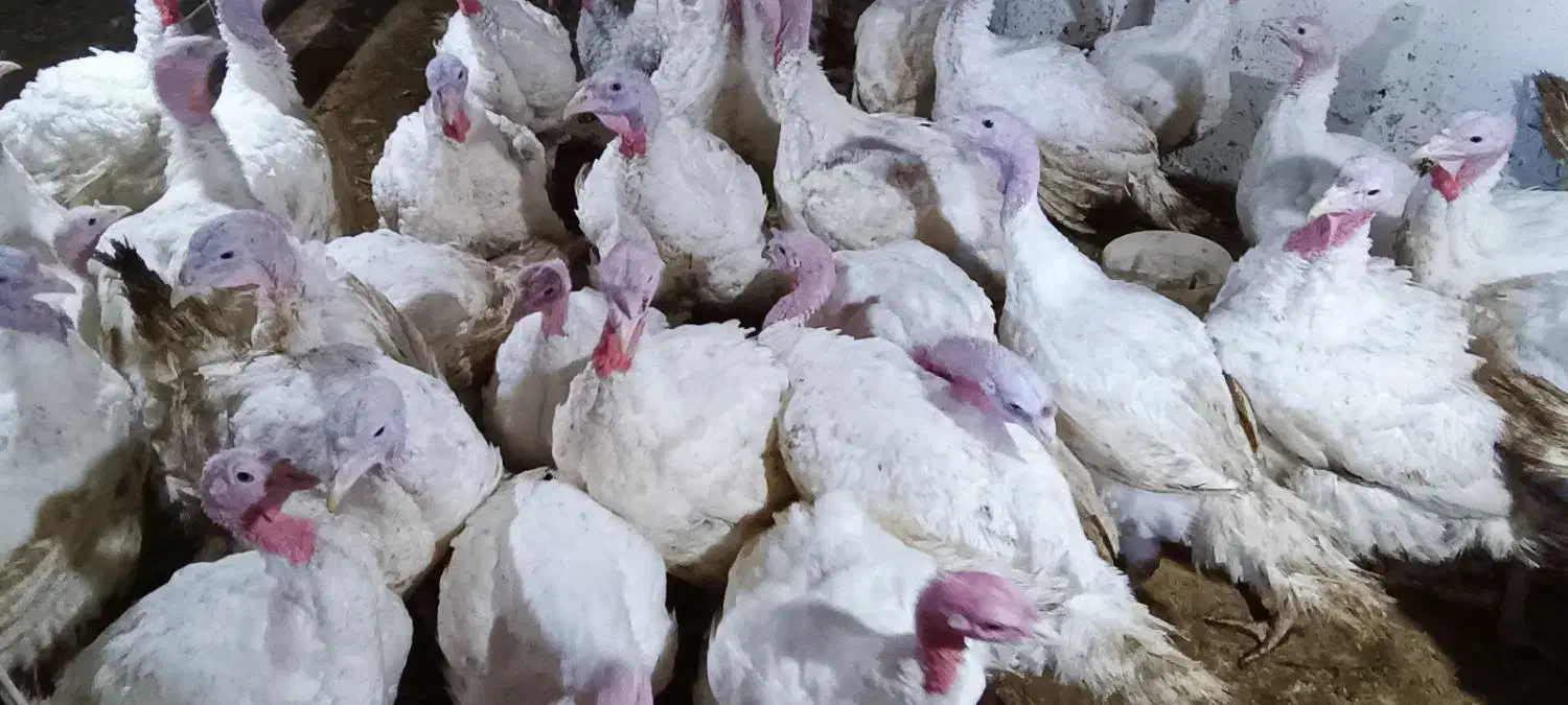 بوقلمون گوشتی کاملا ارگانیک|حیوانات مزرعه|احمدسرگوراب, |دیوار