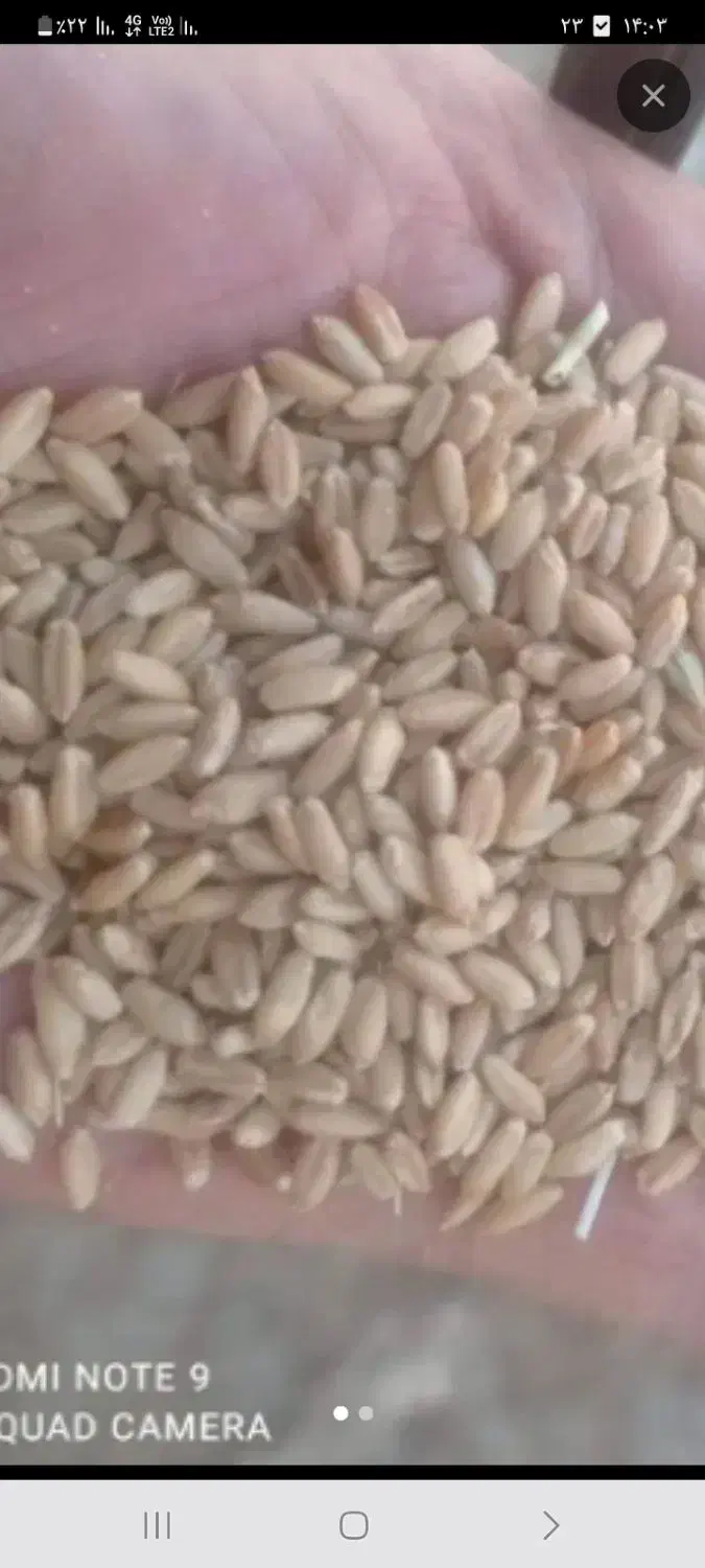 گندم بزری رقم کوهدشت|عمدهفروشی|کوهدشت, |دیوار