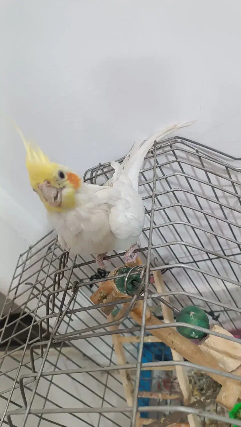 عروس هلندی|پرنده|مشهد, چهارچشمه|دیوار