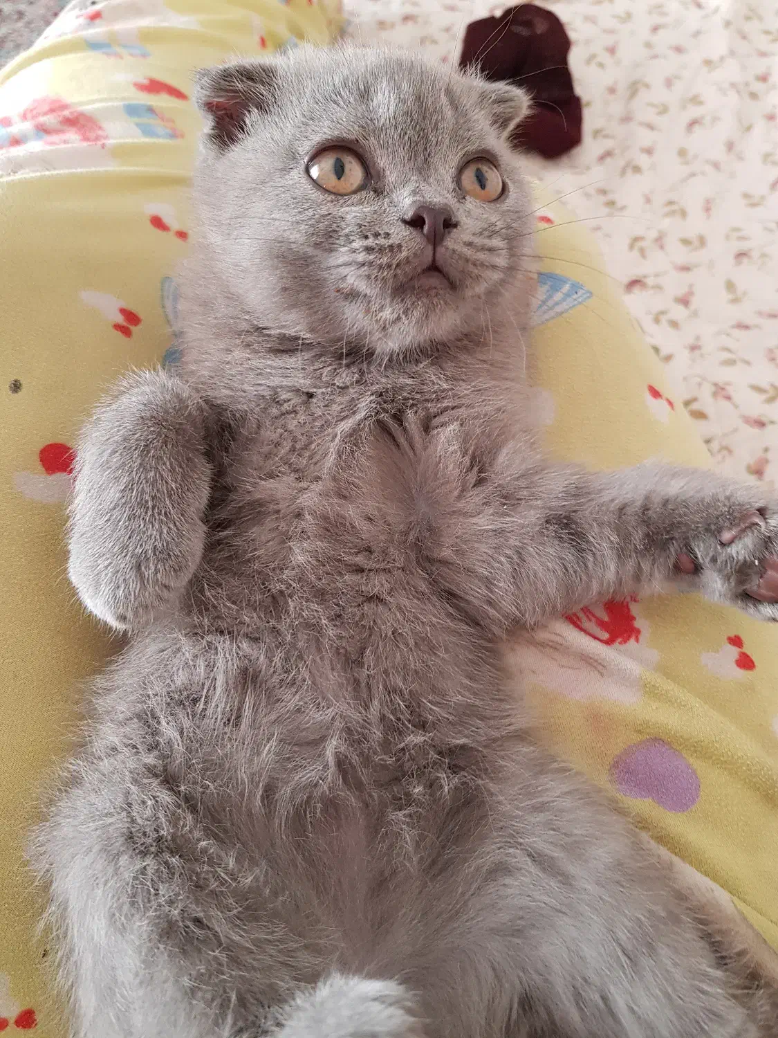 بچه گربه اسکاتیش فولد|گربه|کرمان, |دیوار