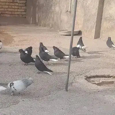 دم سفید فروشی|پرنده|ابهر, |دیوار