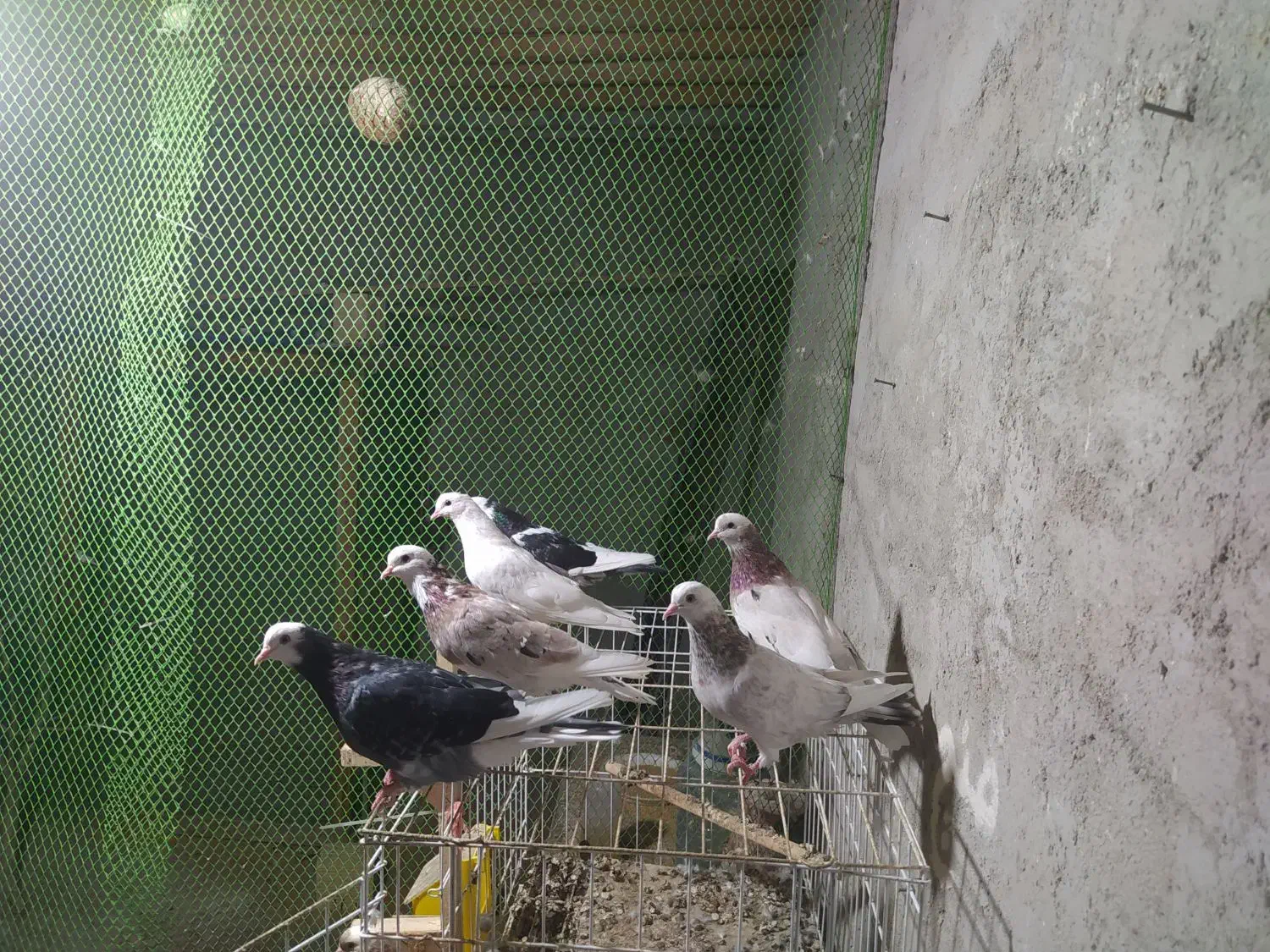 کبوتر|پرنده|قشم, |دیوار