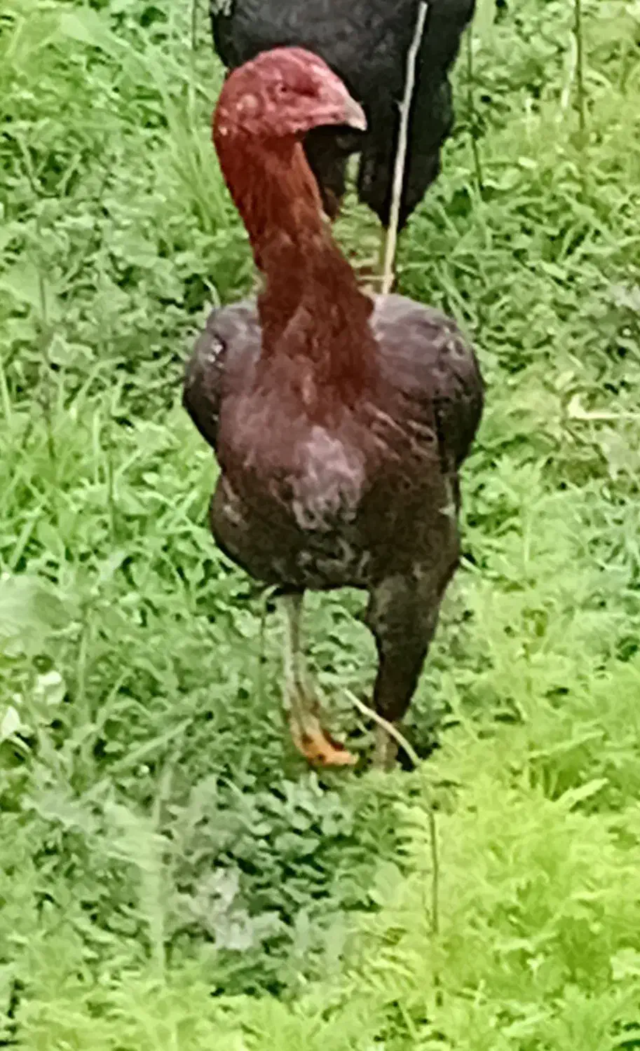 مرغ لار بااصالت|حیوانات مزرعه|کیاشهر, |دیوار