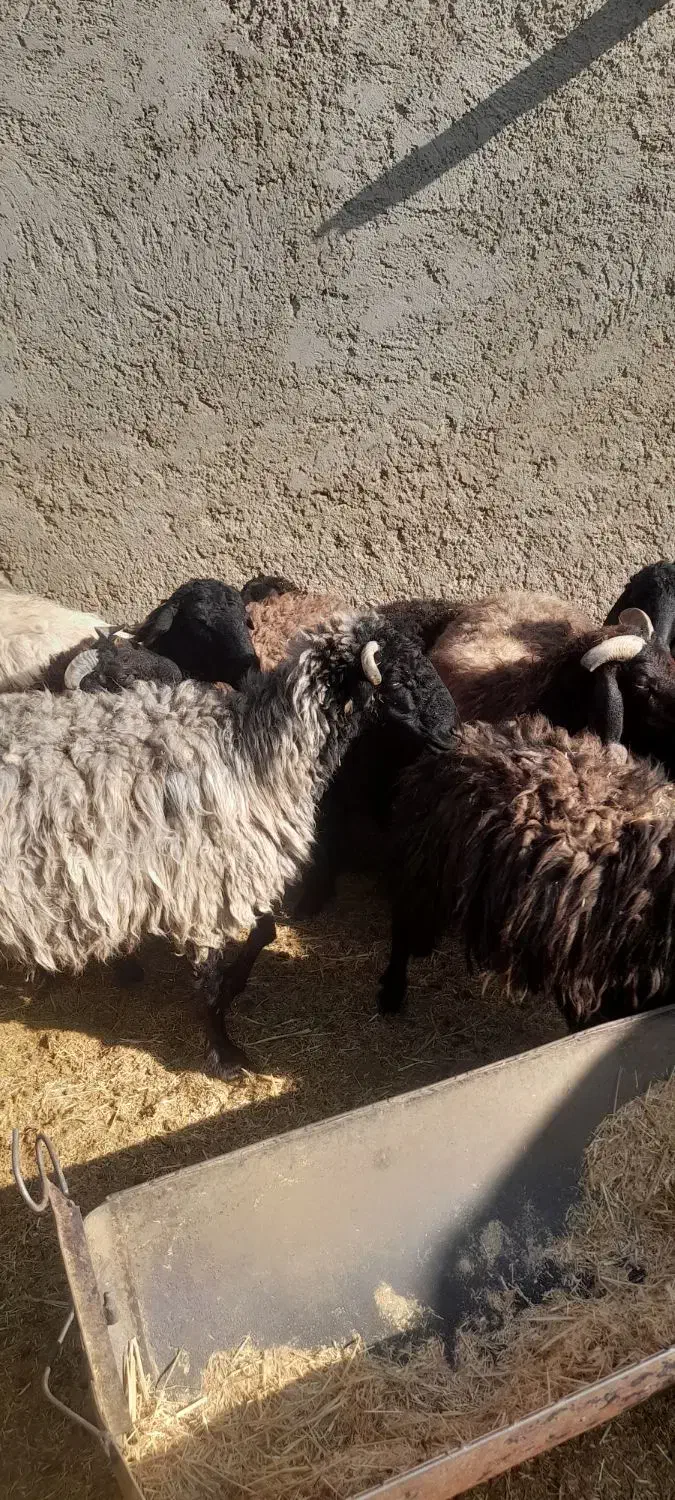 تعدای میش سوز ملحه بره دار قیمت توافقی|حیوانات مزرعه|رونیز, |دیوار