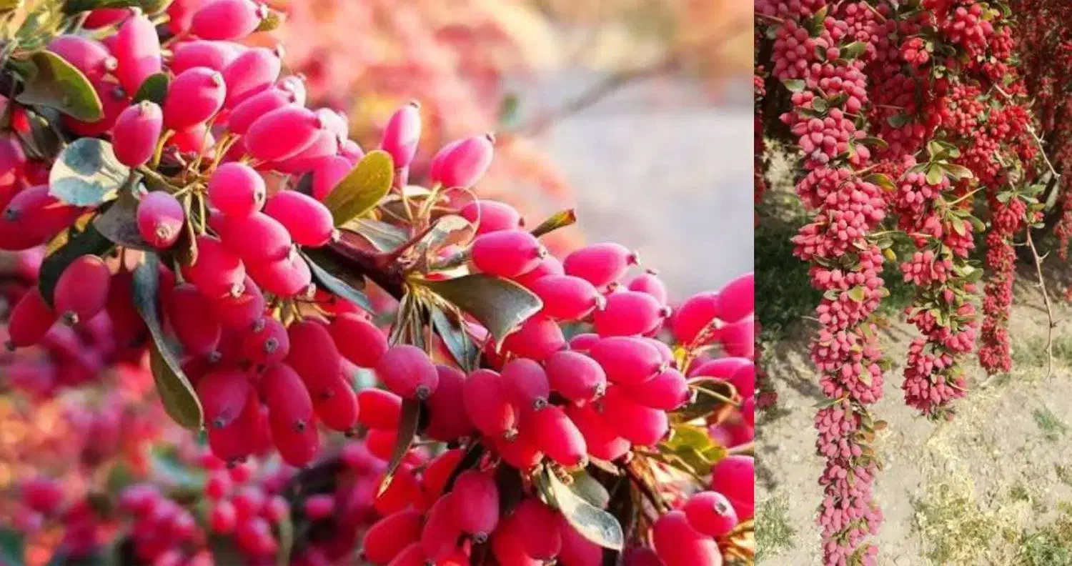 نهال زرشک و انواع نهال دیگر|گل و گیاه طبیعی|پیشخور, |دیوار