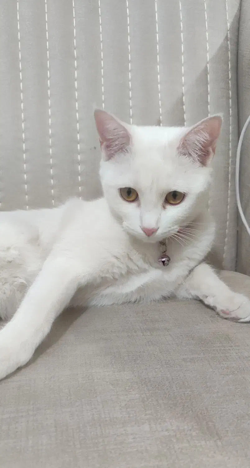 گربه نژاد بیریتیش 7 ماهه ، ماده|گربه|دماوند, مسکن مهر گیلاوند|دیوار