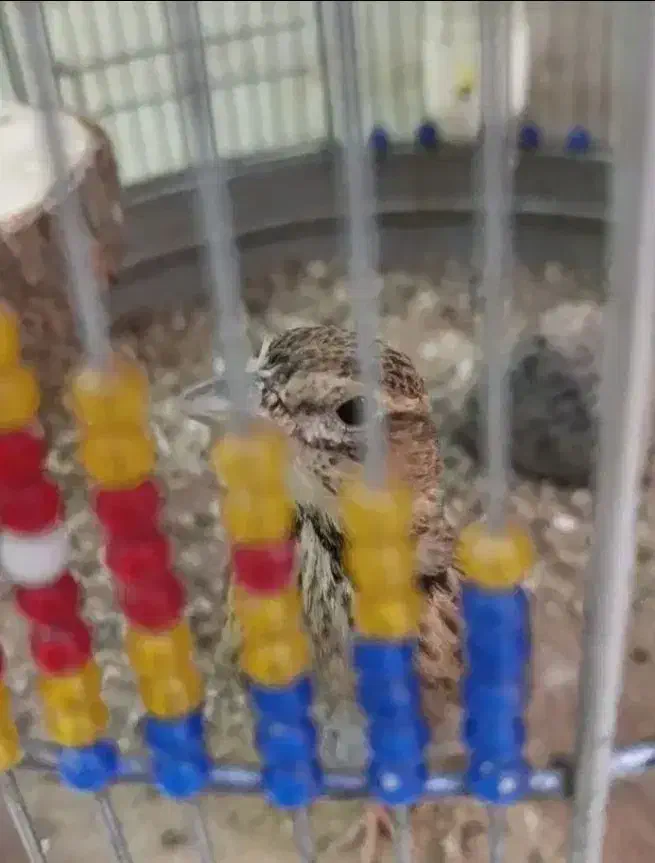 سهره خاکی|پرنده|کرمانشاه, |دیوار