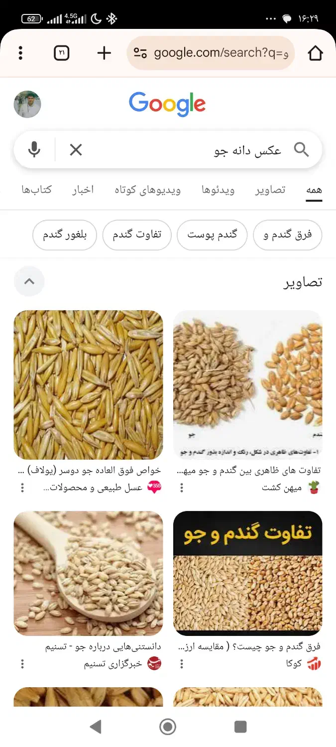 بذرجودیموگندم آبی ودیم گواهی شده دولتی|گل و گیاه طبیعی|صحنه, |دیوار