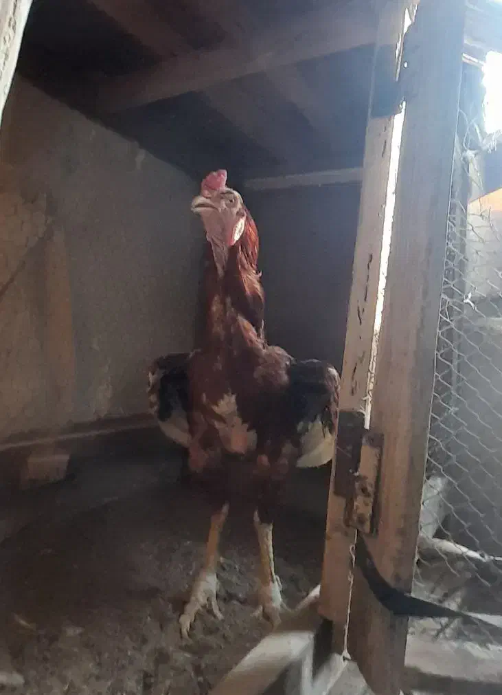 مرغ خروس و جوجه لاری|حیوانات مزرعه|تهران, طیب|دیوار