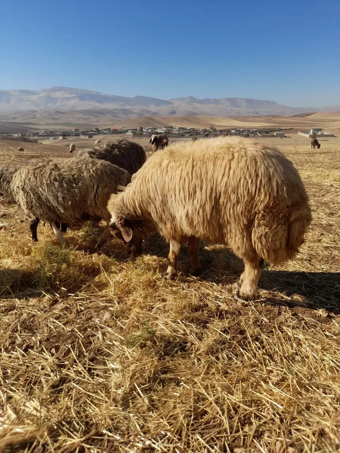 ورن ،قوچ|حیوانات مزرعه|کرمانشاه, |دیوار