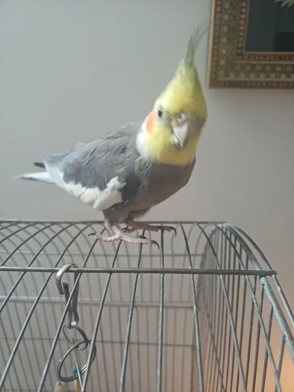 عروس هلندی نر سخنگو|پرنده|تهران, زاهد گیلانی|دیوار