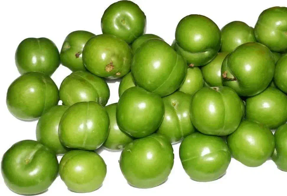 فروش نهال گوجه سبز شهریار|خدمات باغبانی و درختکاری|چوار, |دیوار