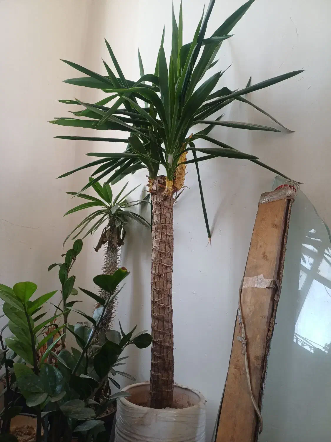 گل یوکا|گل و گیاه طبیعی|نسیم‌شهر, |دیوار