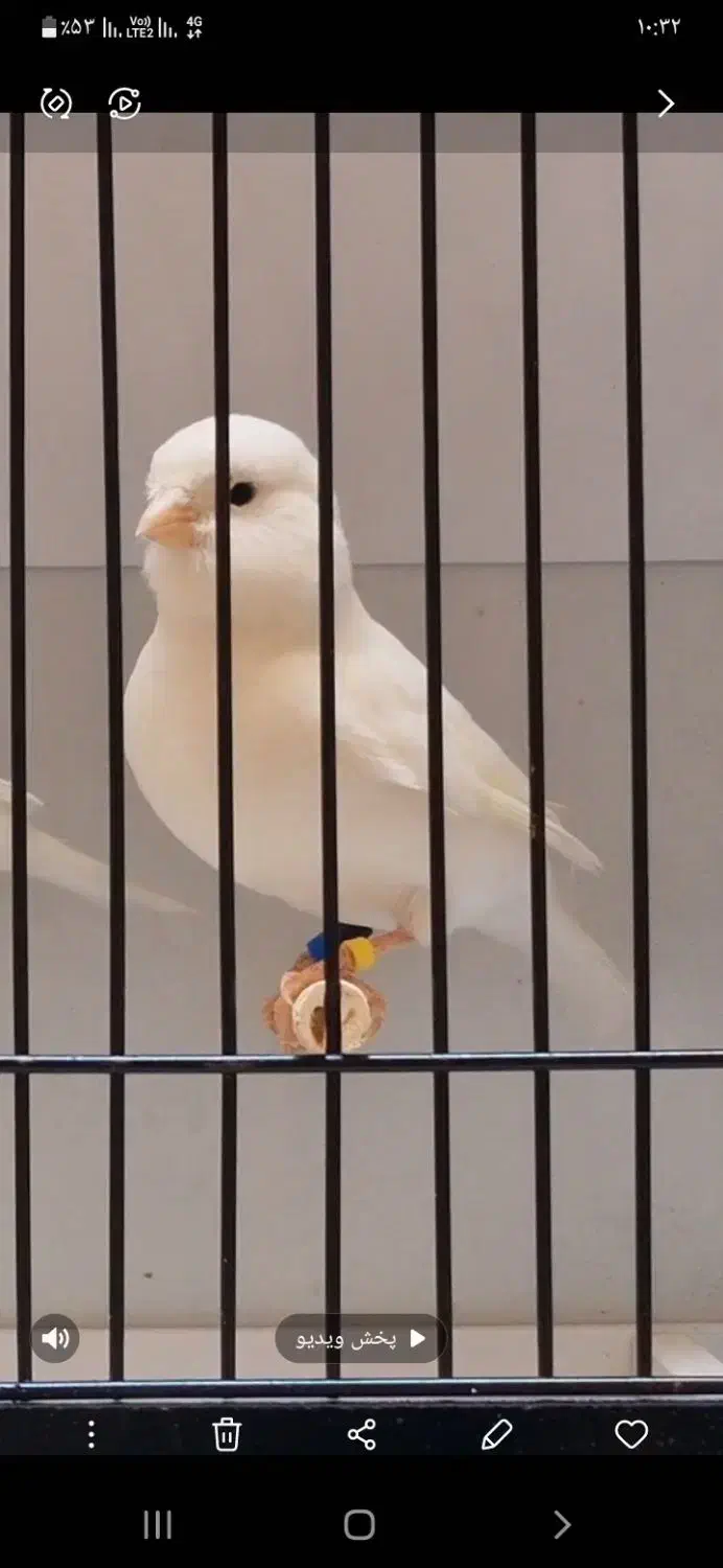 قناری ماده وایت فاکتور|پرنده|کرمان, |دیوار