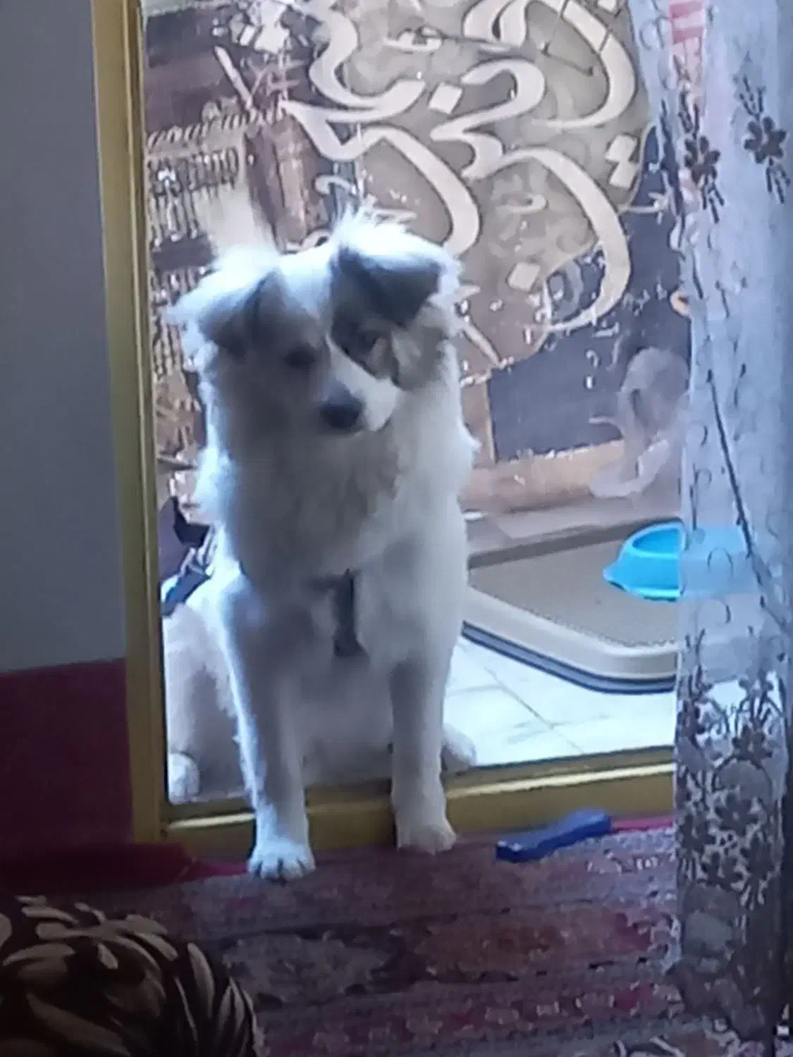 سگ خونگی|سگ|صباشهر, |دیوار