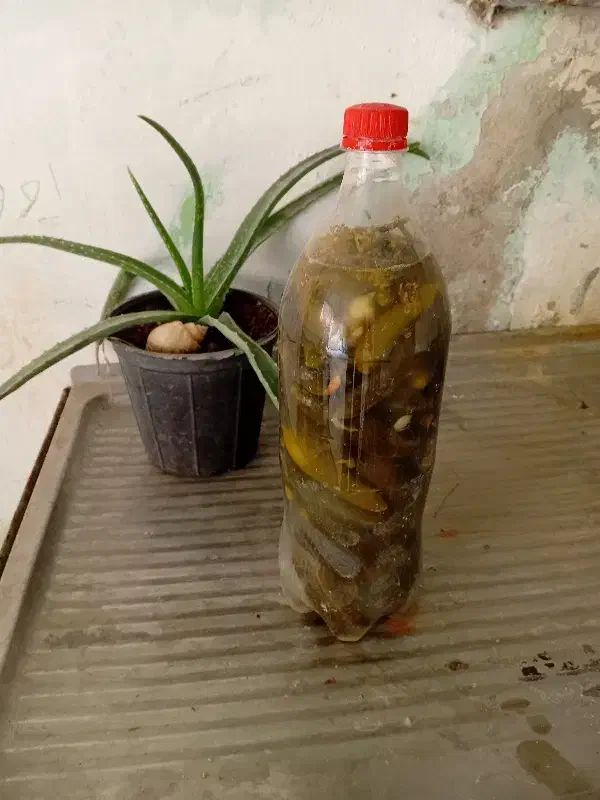 خیارشور بطری نوشابه|خوردنی و آشامیدنی|شیروان (خراسان), |دیوار