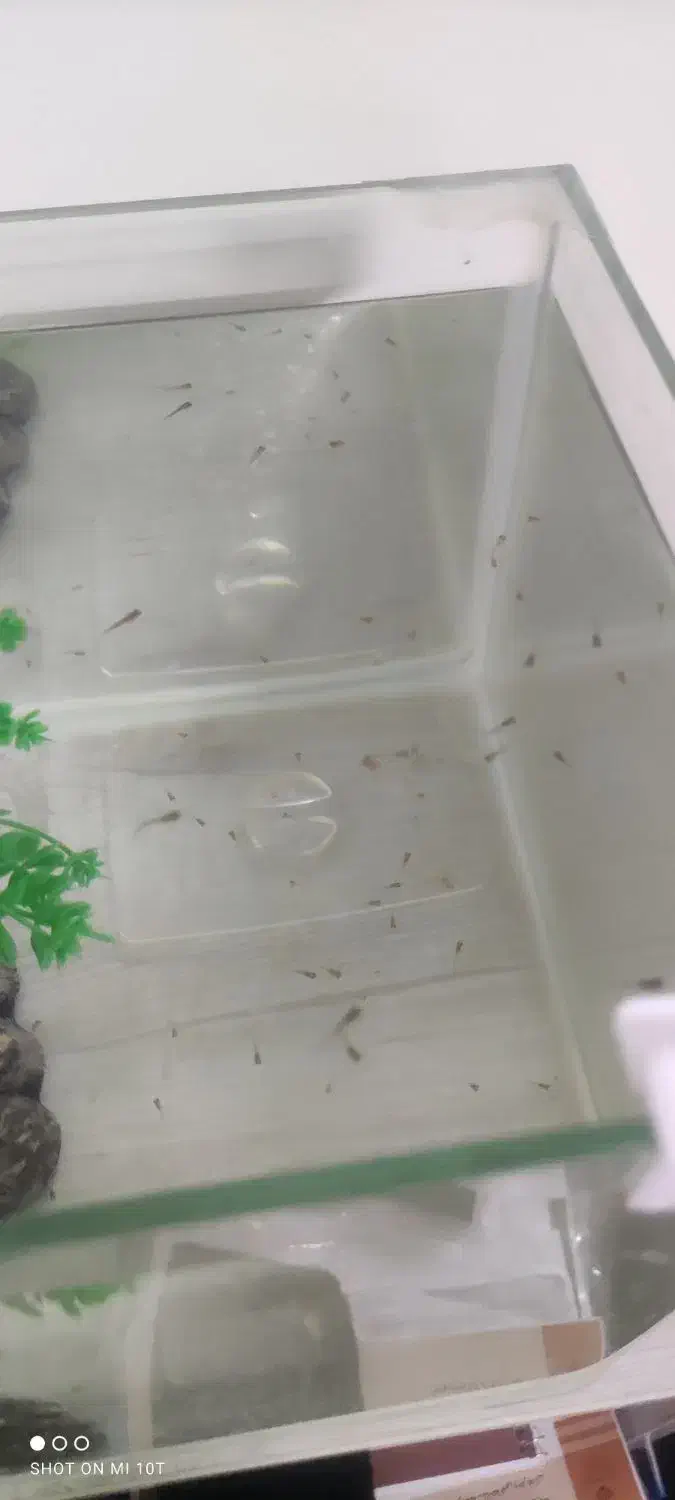 بچه ماهی گوپی دانه ۵تومن|ماهی|شیراز, درکی|دیوار