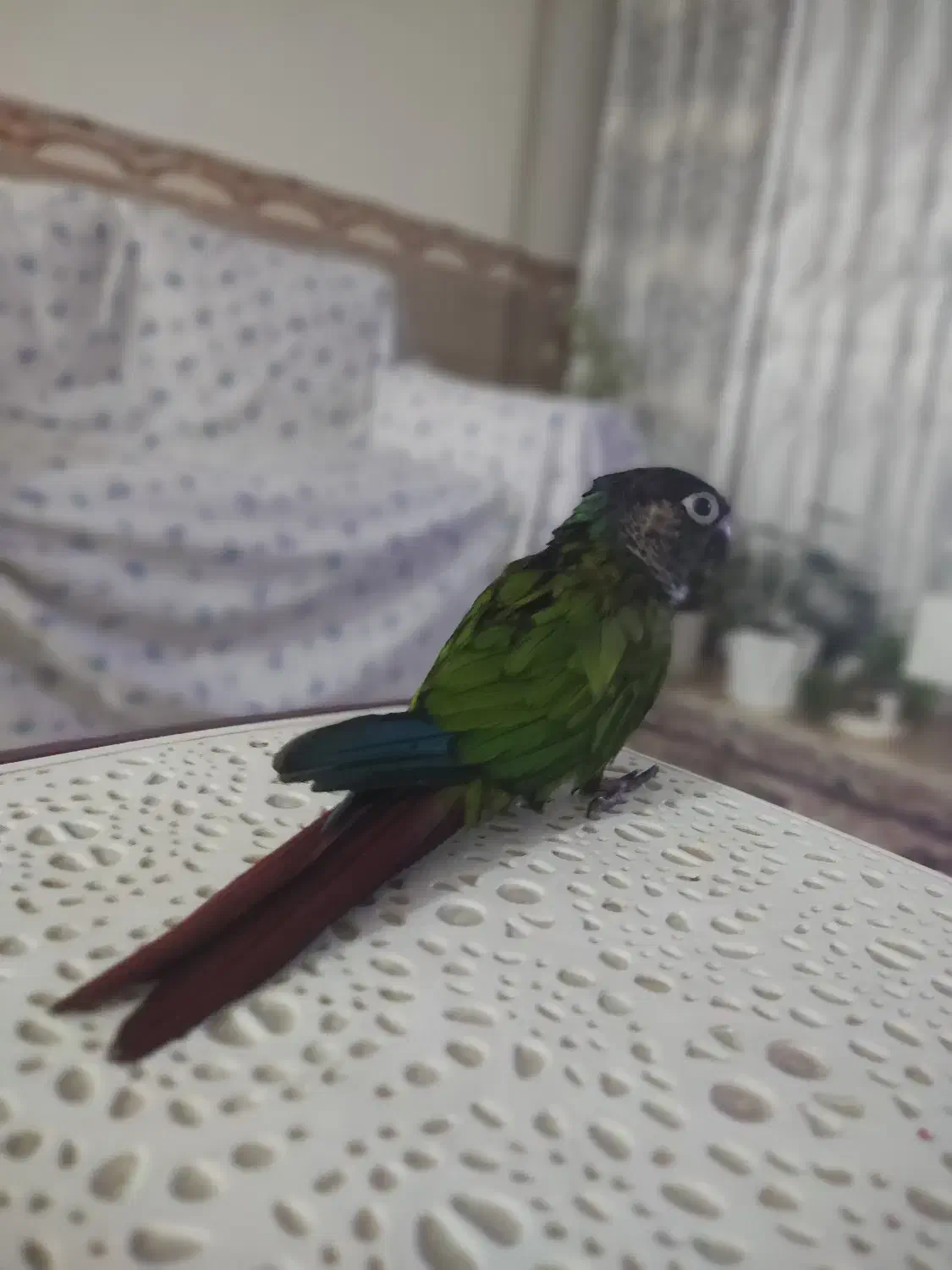 گرینچیک|حراج|محمدشهر, محمدشهر|دیوار