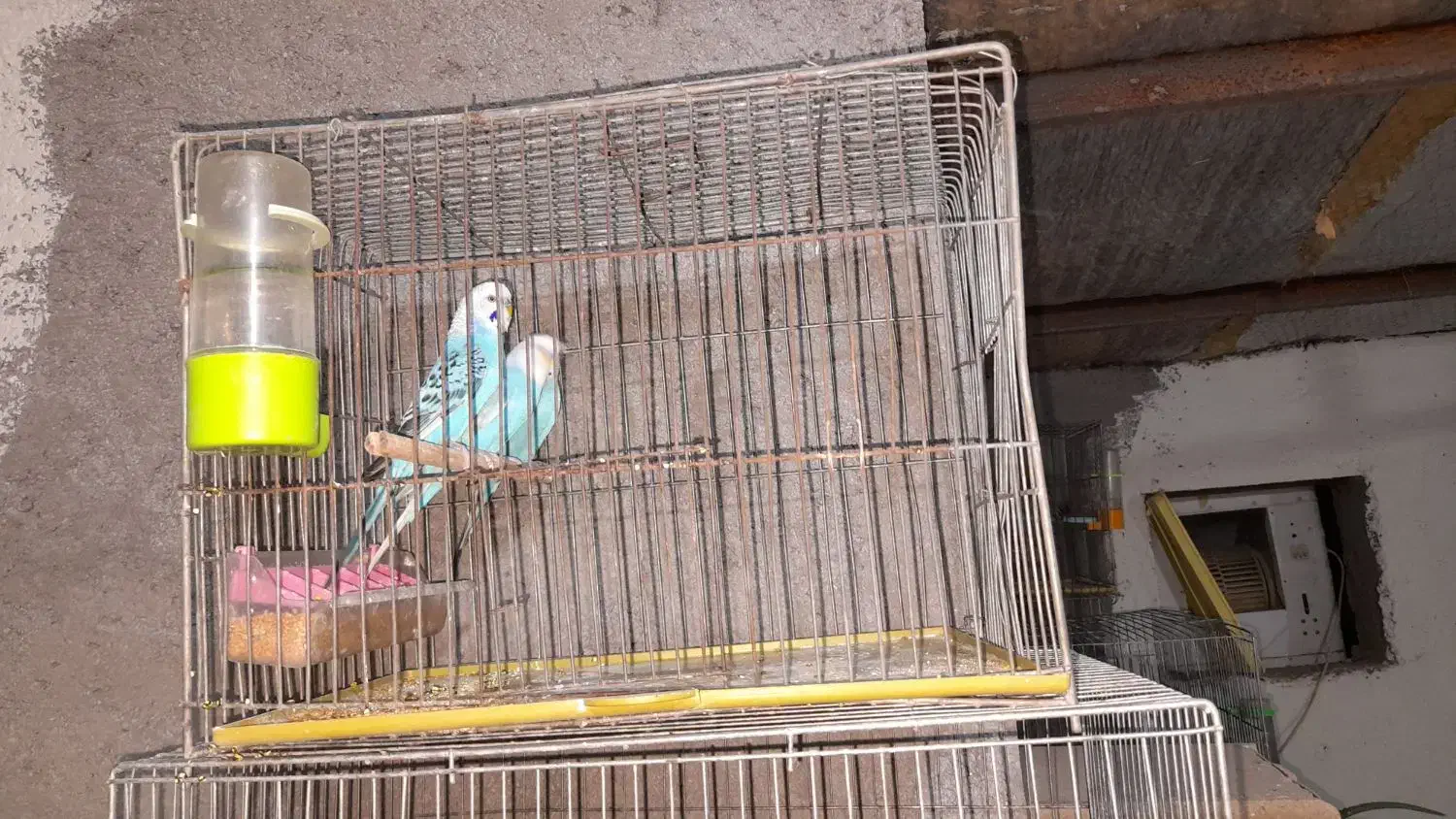 مرغ عشق مولد و فنج|پرنده|برخوار, |دیوار