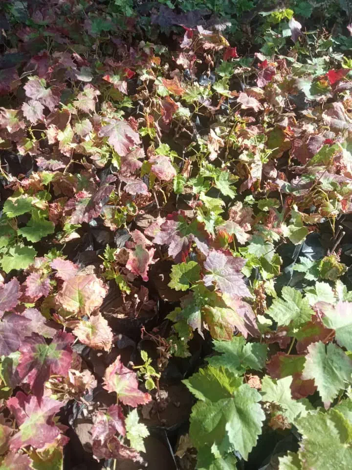 نهــال پـیـوندی سریع الرشد با ضـمانت سلامت|خدمات باغبانی و درختکاری|دورود, |دیوار