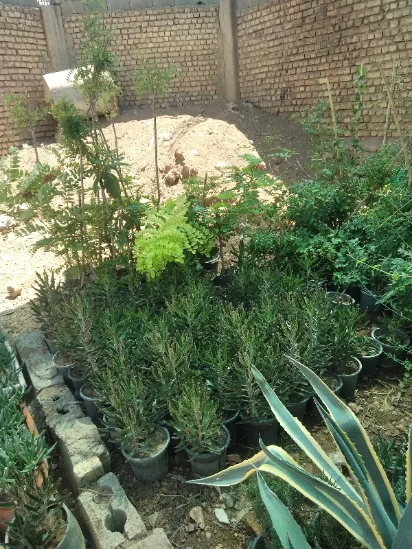 درخت ونهال|گل و گیاه طبیعی|اصفهان, قهاب جنوبی|دیوار