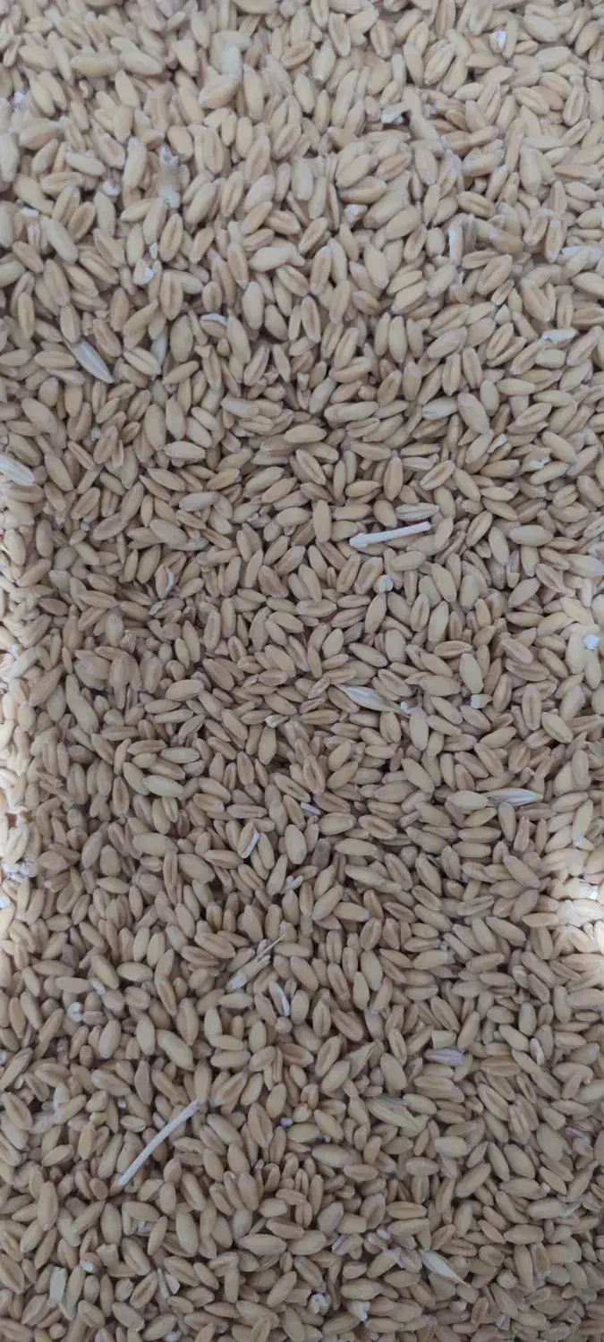 گندم|خدمات باغبانی و درختکاری|جلگه ماژان, |دیوار