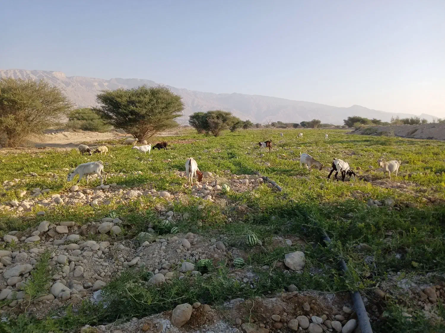 بز و کهره|حیوانات مزرعه|بستک, |دیوار