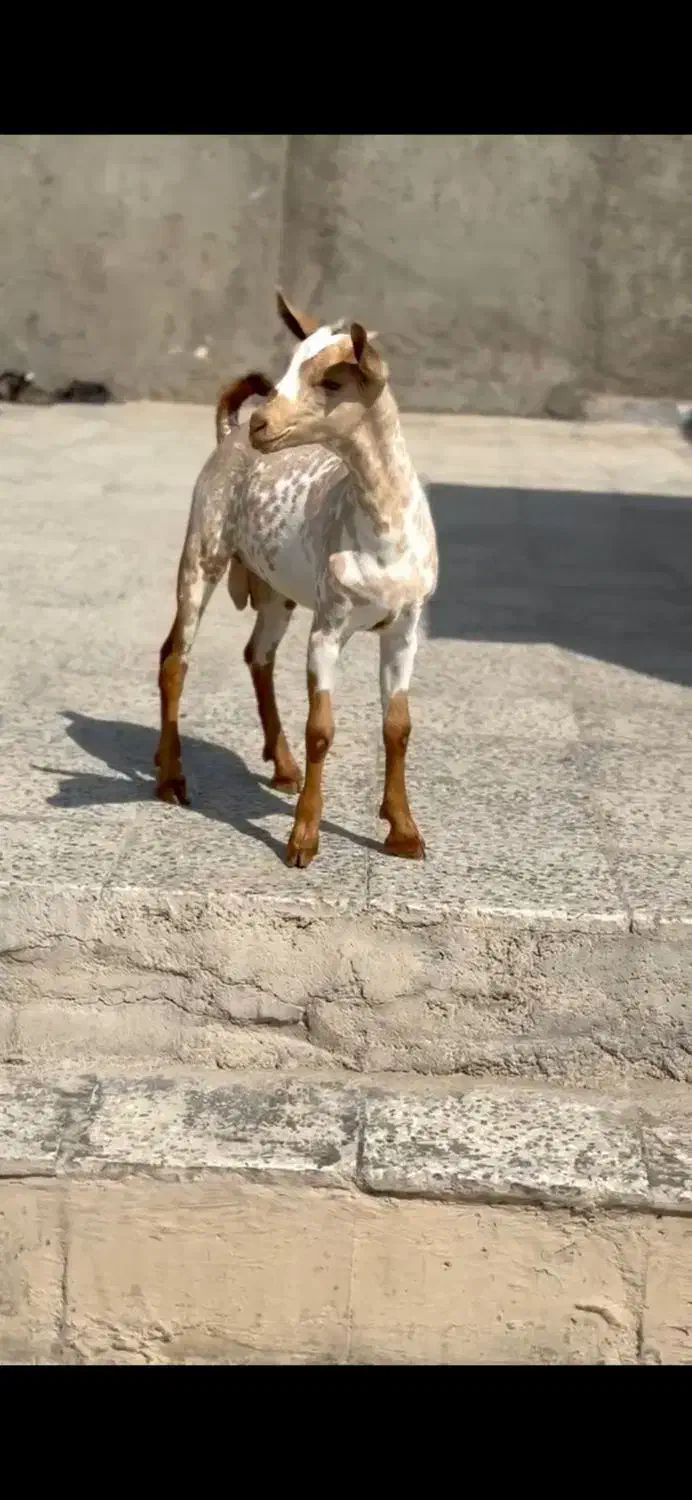 بره و بز|حیوانات مزرعه|فومن, |دیوار