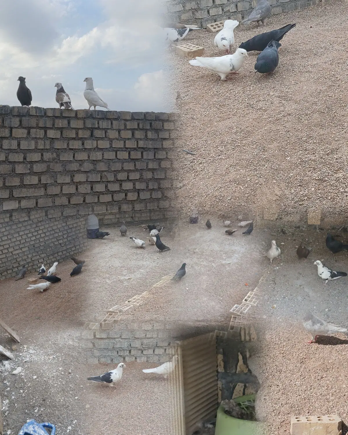 کبوتر|پرنده|باوی, |دیوار