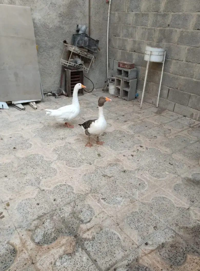 غاز|حیوانات مزرعه|جم, |دیوار