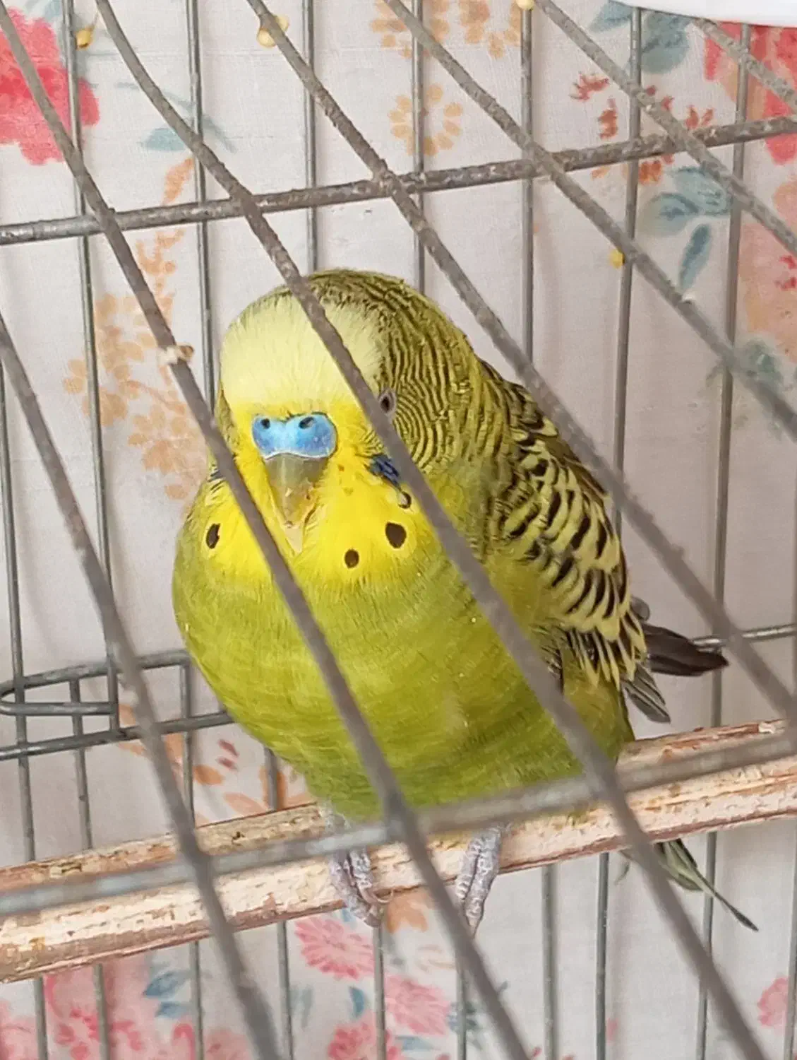 مرغ عشق|پرنده|محمدیه-قزوین, |دیوار