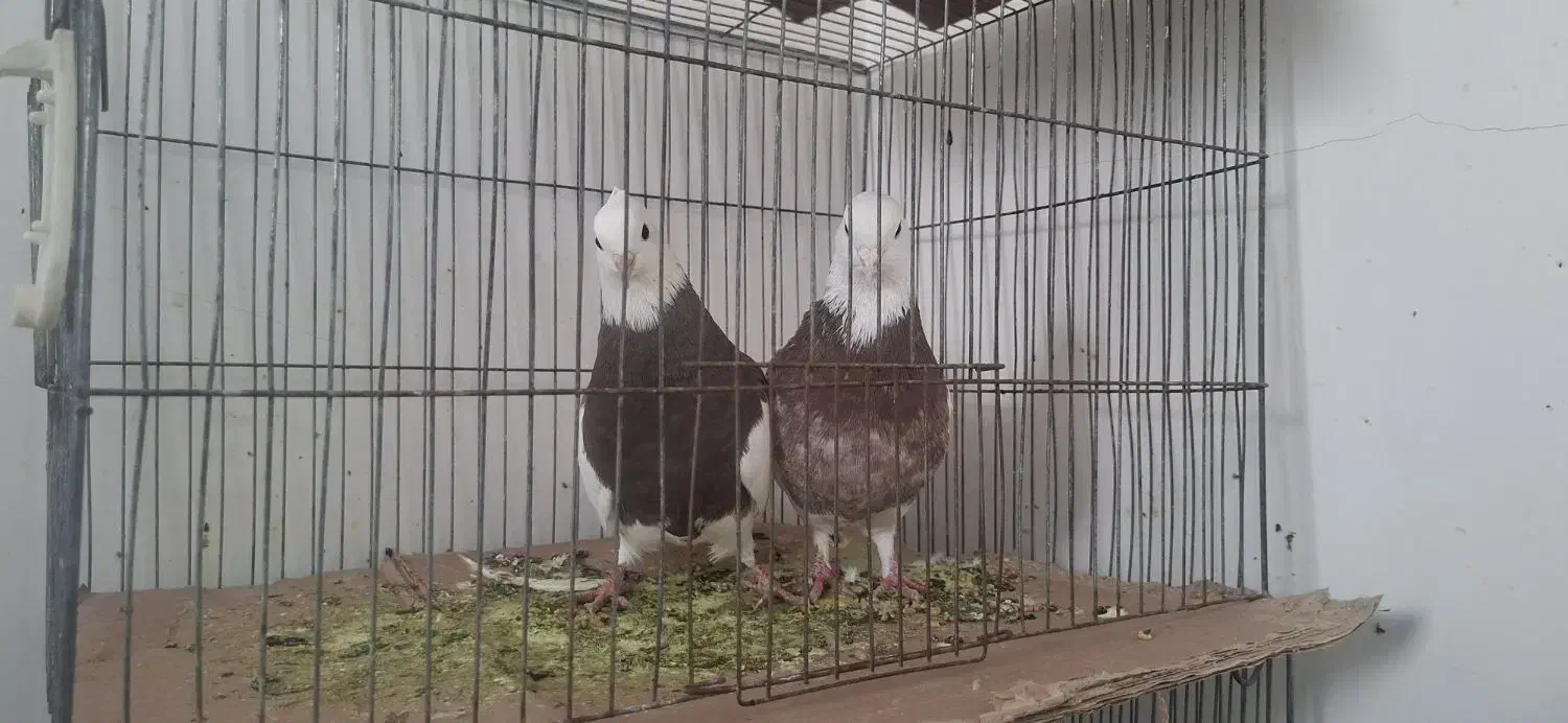 کبوتر|پرنده|اردبیل, |دیوار