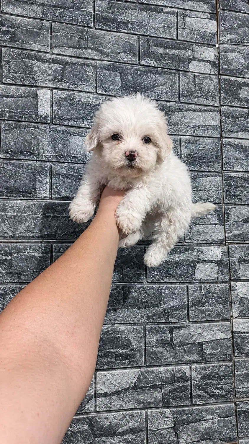 maltepoo|سگ|قم, یزدان‌شهر|دیوار