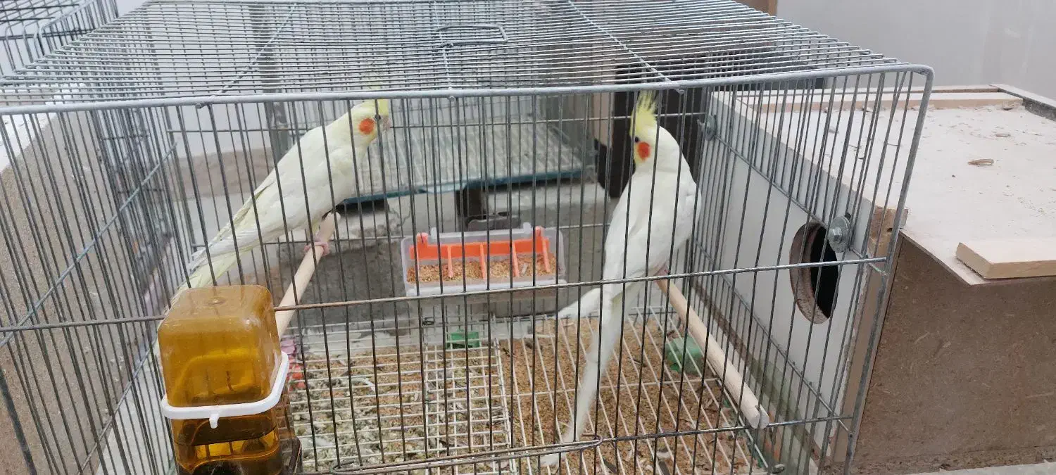 فروش جفت عروس هلندی|پرنده|آباده, |دیوار