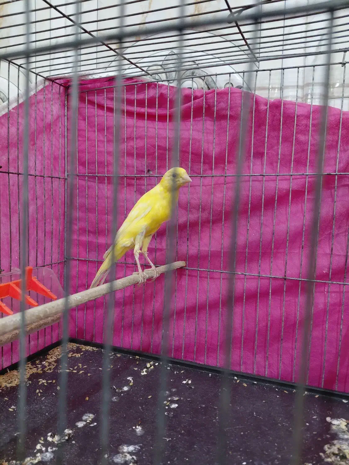 قناری نرطلایی یسر|پرنده|الوند, |دیوار