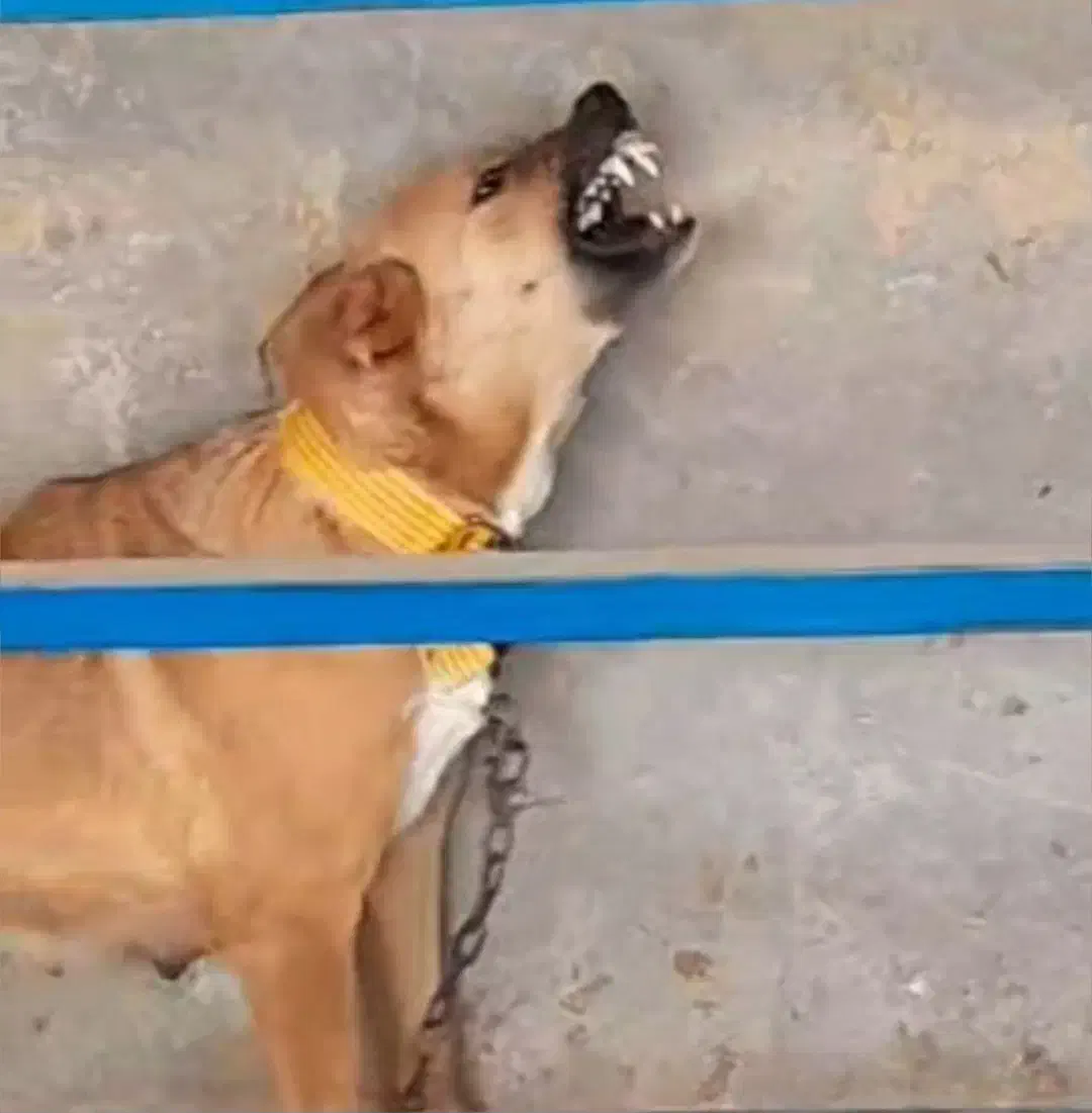 واگذاری سگ افغان نگهبان گله|سگ|باقرشهر, |دیوار