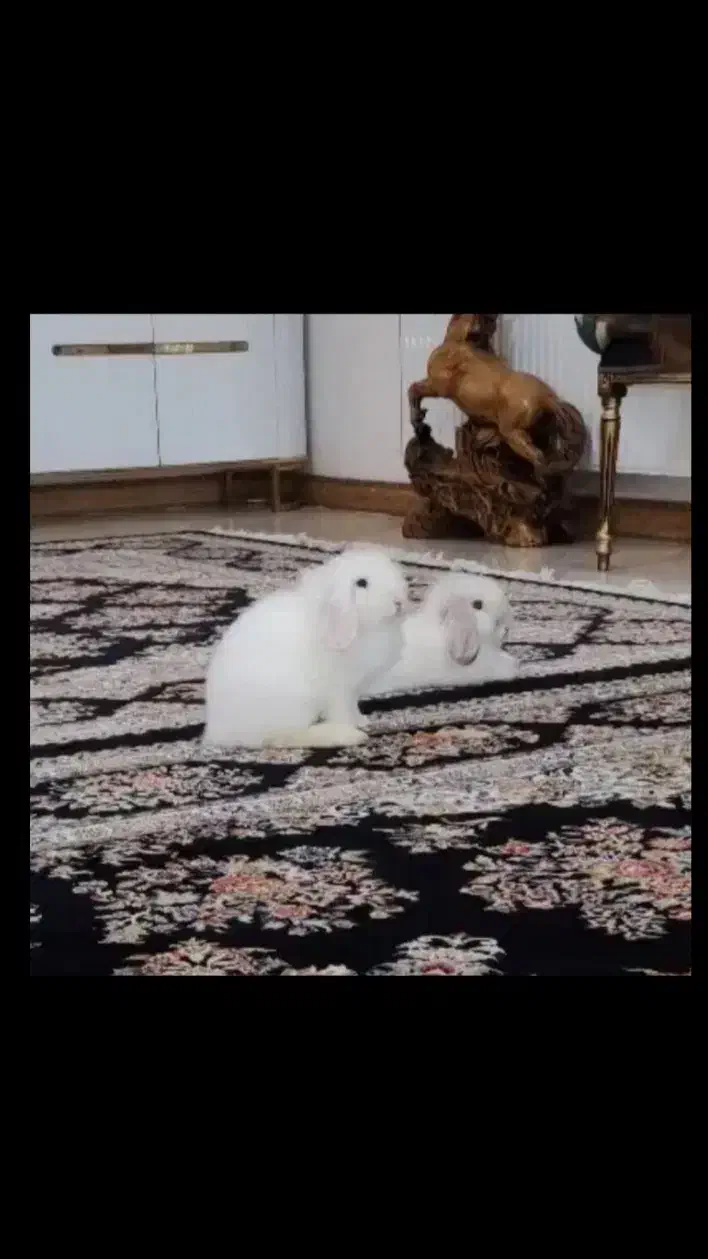 خرگوش بازیگوش|موش و خرگوش|پاکدشت, پاکدشت (مامازند)|دیوار