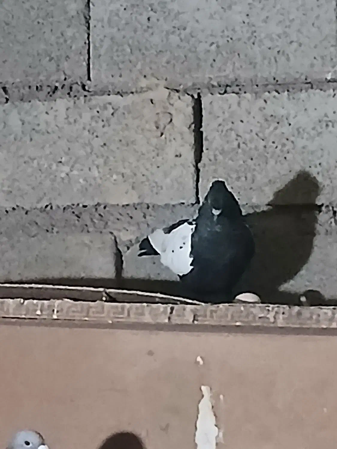 کبوتر|پرنده|باوی, |دیوار