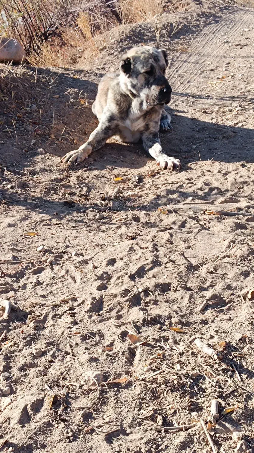 واگذاری سگ|سگ|ساوه, |دیوار