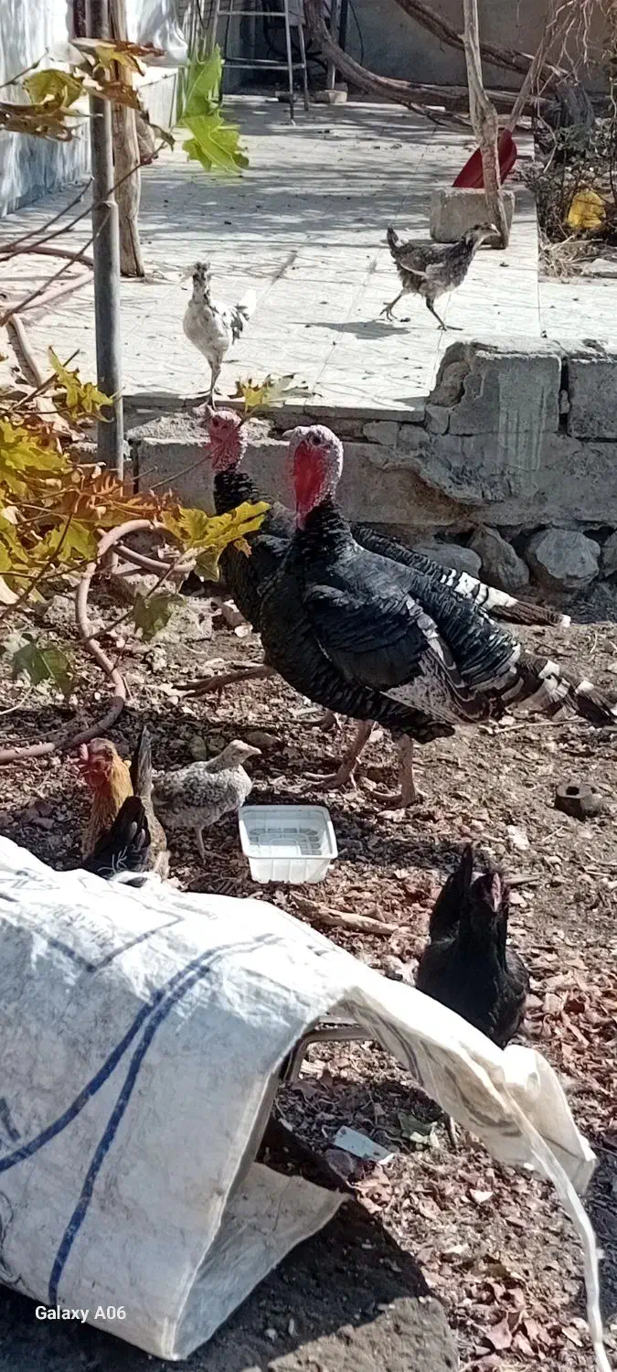 بوقلمون|حیوانات مزرعه|فولادشهر, مدیسه|دیوار