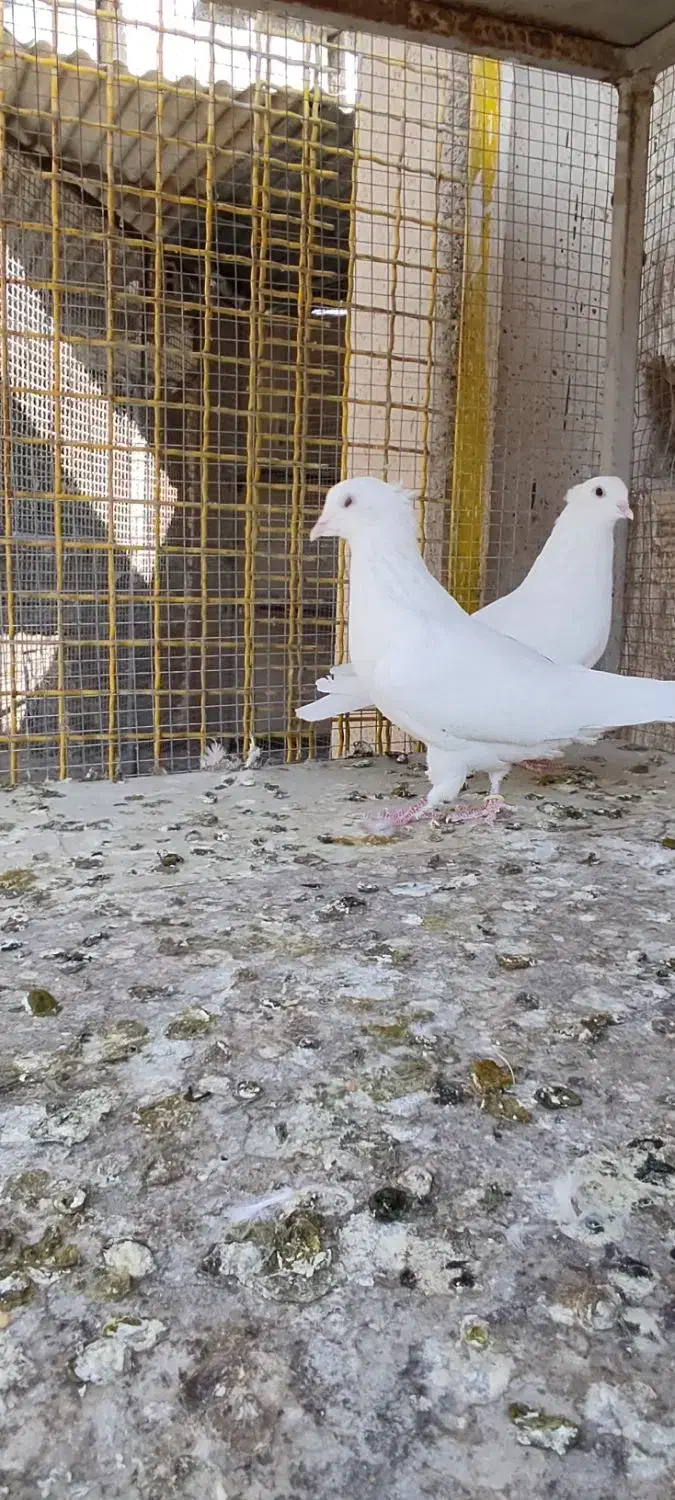 کبوتر نروماده سفید|پرنده|خمینیشهر, |دیوار