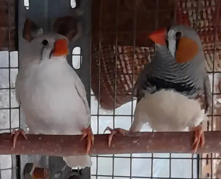 ۲ جفت فنچ زبرا مولد|پرنده|شیراز, لاله|دیوار